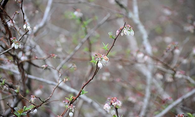 Berry Hill Farm hoping for the best in blueberries