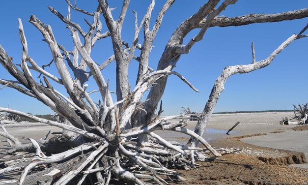 Erosion gives and takes away at Botany Bay