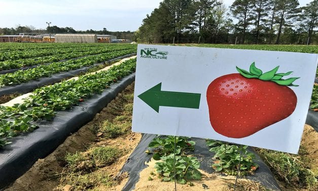 Strawberry season springs into Columbia