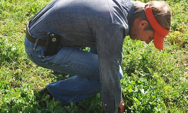 South Carolina aiming to make hemp the state’s next big cash crop