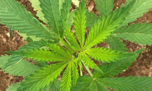 South Carolina jumps on-board with hemp cultivation
