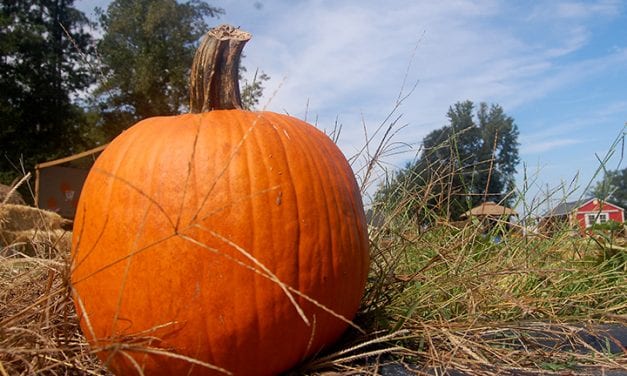 It’s Fall Y’all! Pumpkin patches, corn mazes and more are here!