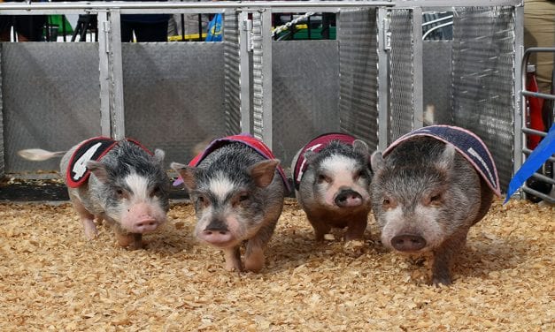 Couple tours the country racing pigs