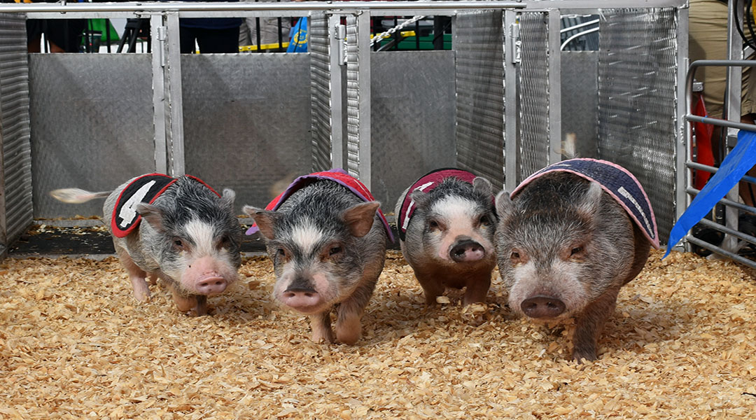 Couple tours the country racing pigs