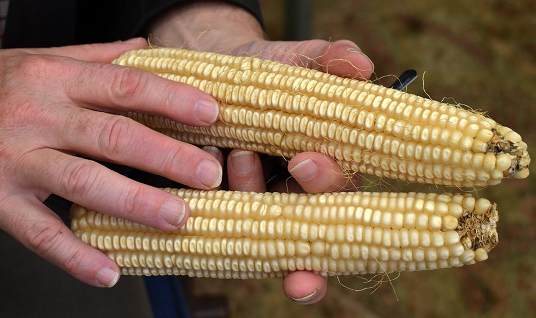 The “flavor saver:” USC professor resurrects, restores heirloom tastes