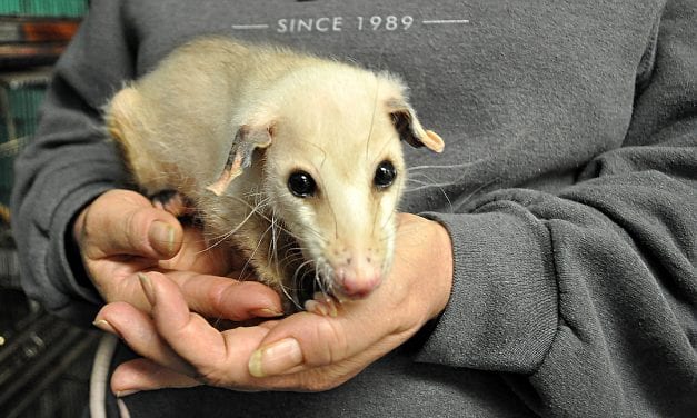 Carolina Wildlife Center aims to keep animals safe