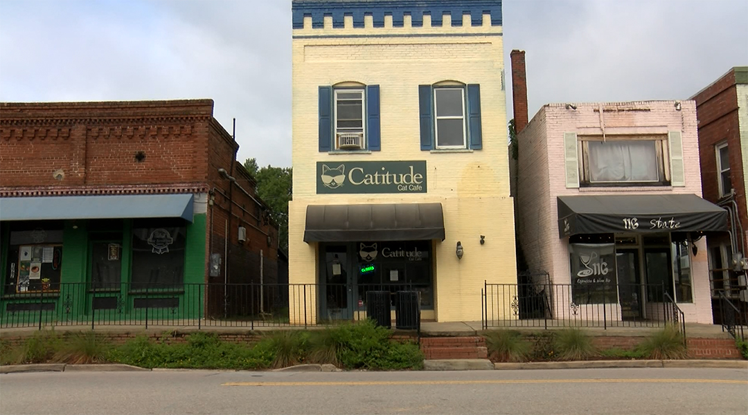 Catitude cafe gives shelter cats a second chance