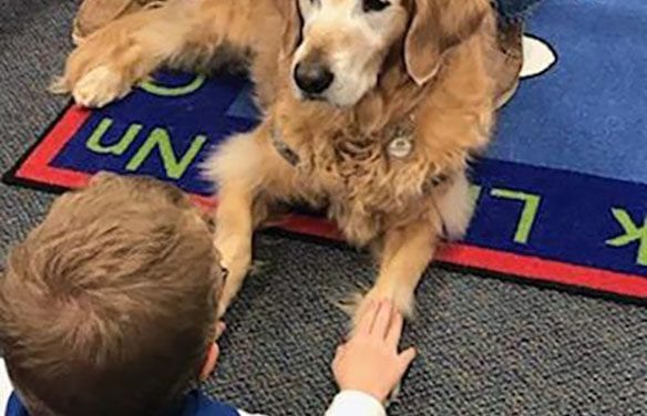 The golden girls of dog therapy