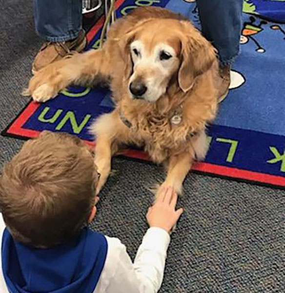 The golden girls of dog therapy