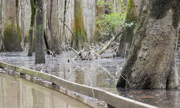 Weekend flood warnings issued for Congaree River