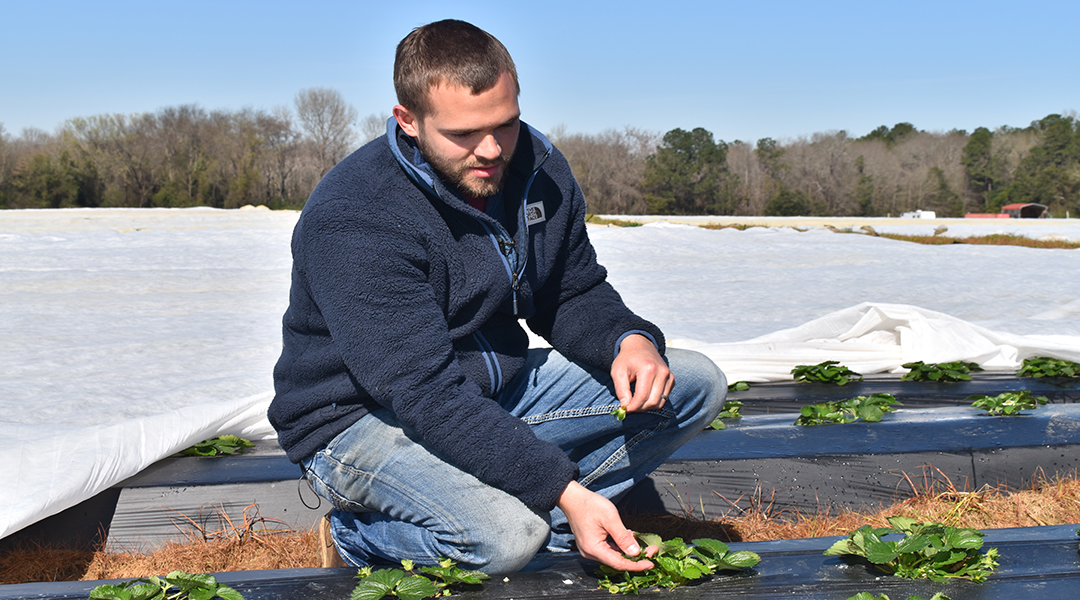 Freezing temperatures threaten strawberry plants