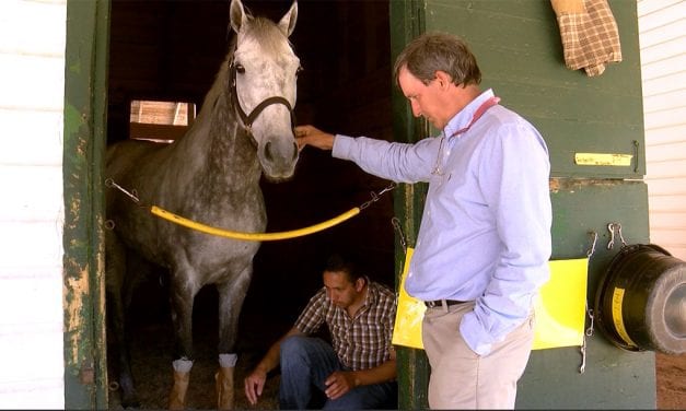 After steeplechase falls, experts examine horse racing safety