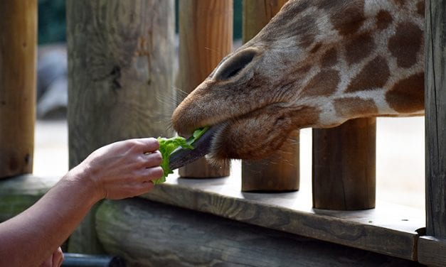 Riverbanks Zoo and Garden roars into America’s best zoo competition