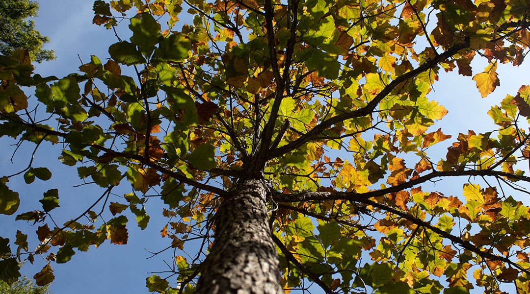 Autumn brings new color to Columbia