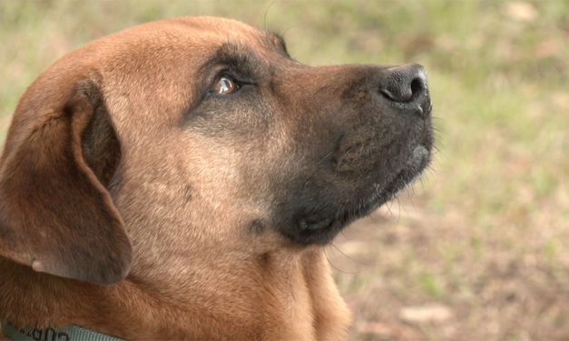 Dog saves Navy veteran from house fire