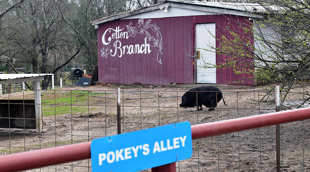 Sanctuary aims to rescue farm animals, educate people