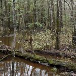 A walk through the woods of Congaree
