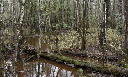 A walk through the woods of Congaree