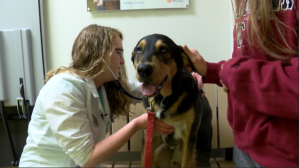 Dog owners should be vigilant about heartworm disease