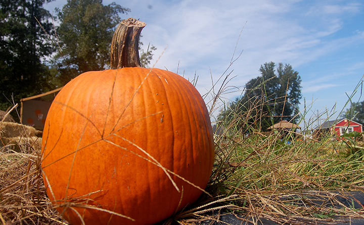 It’s Fall Y’all! Pumpkin patches, corn mazes and more are here!