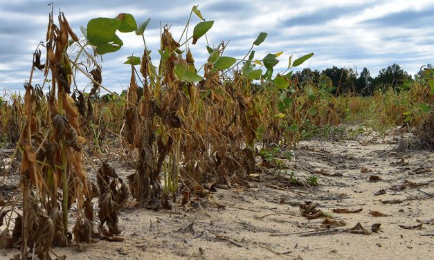 South Carolinia farmers brace for continued drought conditions