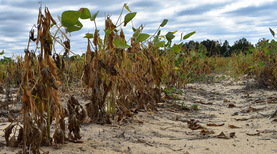 South Carolinia farmers brace for continued drought conditions