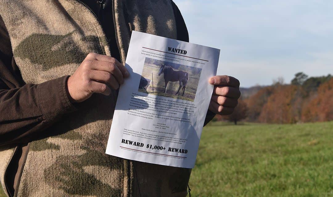 Horse attacks in Carolinas alarm law enforcement