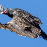 Vulture invasion ruffles feathers in Forest Acres