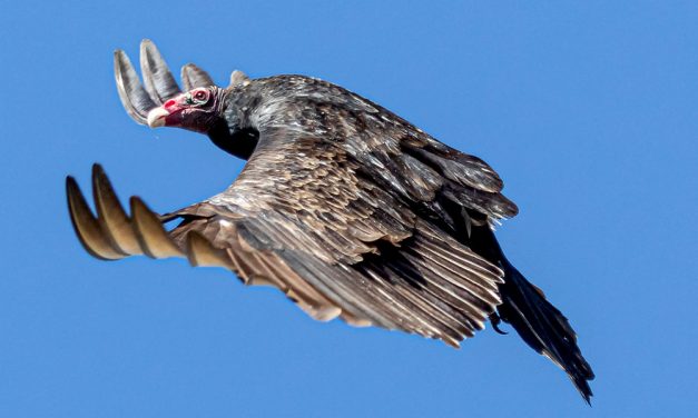 Vulture invasion ruffles feathers in Forest Acres