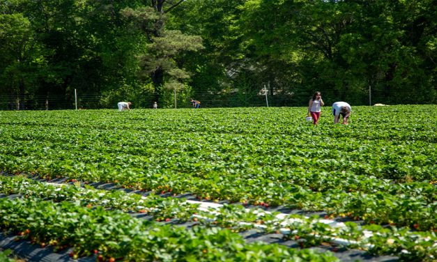 Cottle Strawberry Farm opens for berry picking season