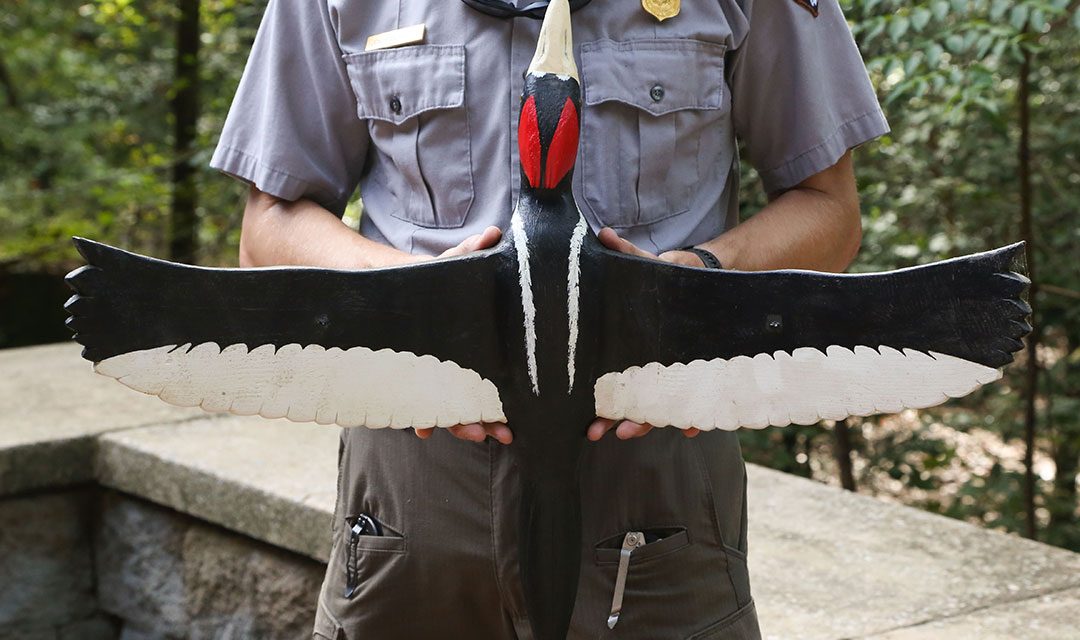 ivory billed woodpecker