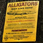 See you later, alligator: Experts chime in on viral video