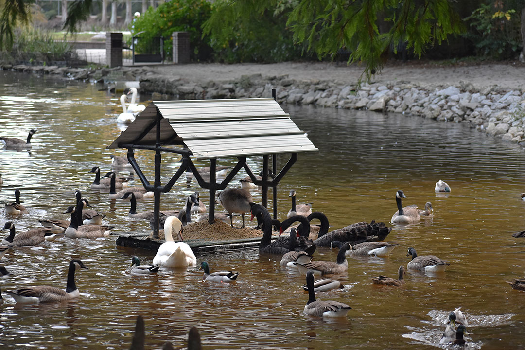 ducks and swans feeding