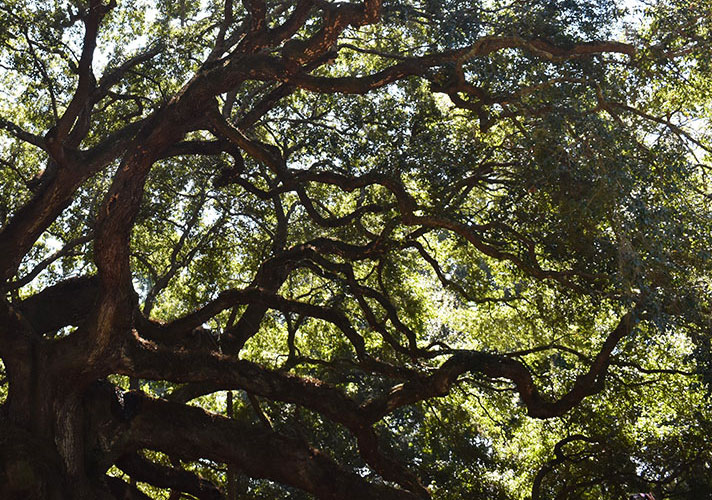 Angel Oak tree closeup