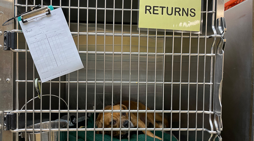 “Pandemic pets” are staying home, but South Carolina shelters are still overwhelmed