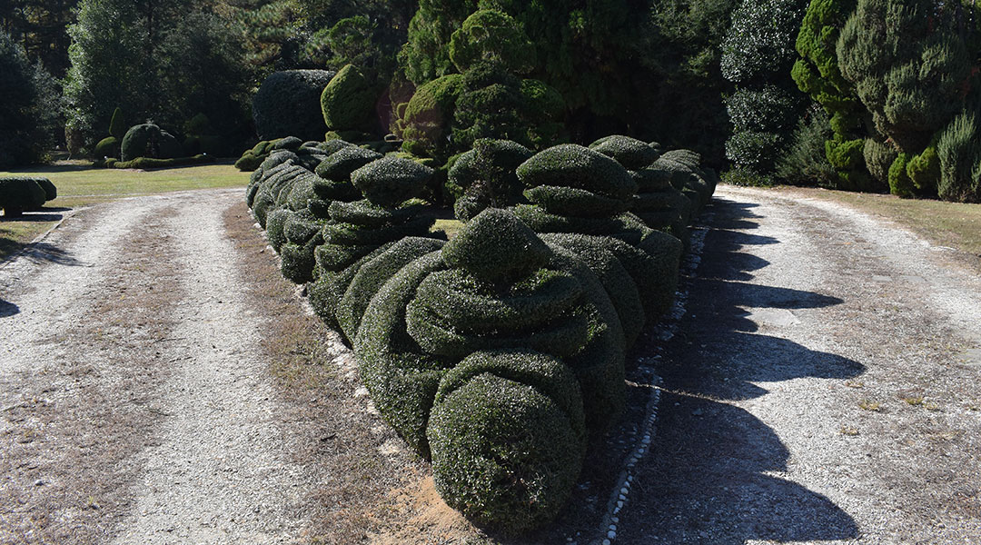An island of bushes in Pearl Fryar's topiary garden