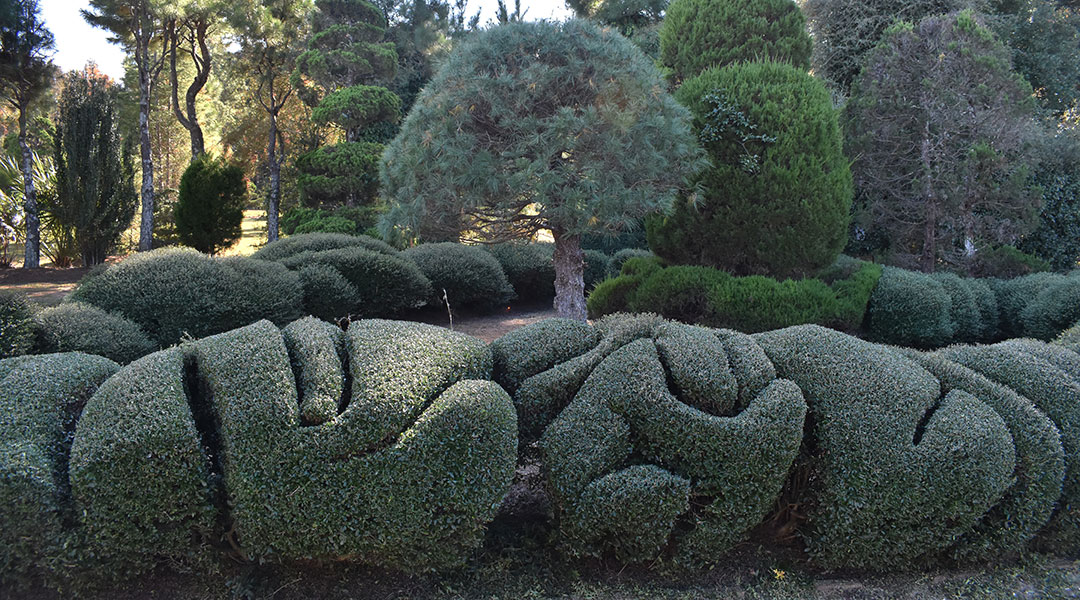 A freshly-clipped row of yaupon holly bushes in Pearl Fryar's topiary garden