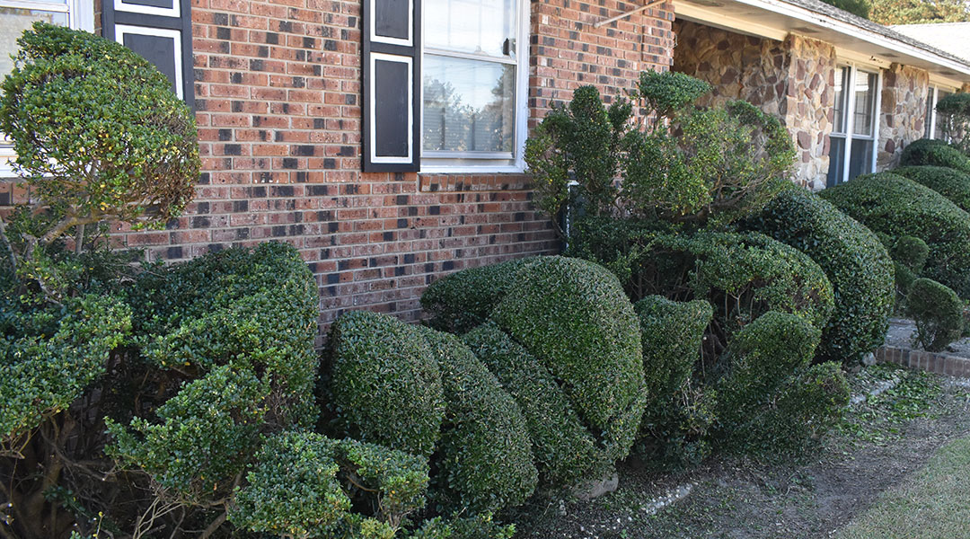 Clipped holly bushes in front of Pearl Fryar's home, where the garden is located