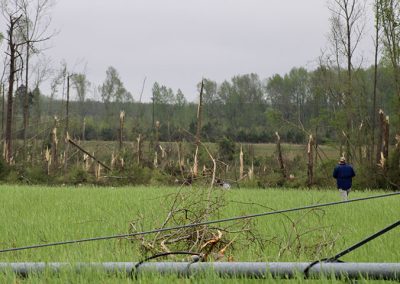 A line of trees destroyed by a tornado.
