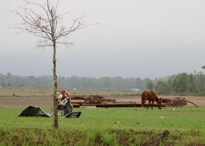 Two horses wandering on a field covered in debris