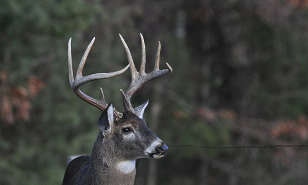 DNR enacts new rules to keep deadly deer disease out of SC
