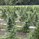 Hemp farmers say they’re hurt by SC restrictions