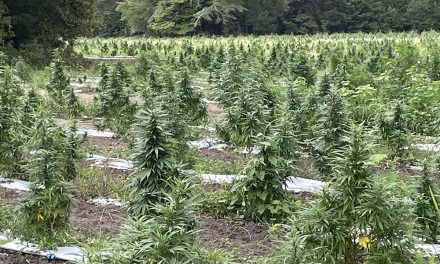 Hemp farmers say they’re hurt by SC restrictions