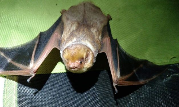 SC Bat Week educates on declining bat population