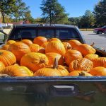 What to do with your stinking, rotting pumpkin
