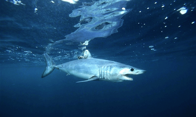 NOAA denies endangered species protections for ‘race-car’ shark
