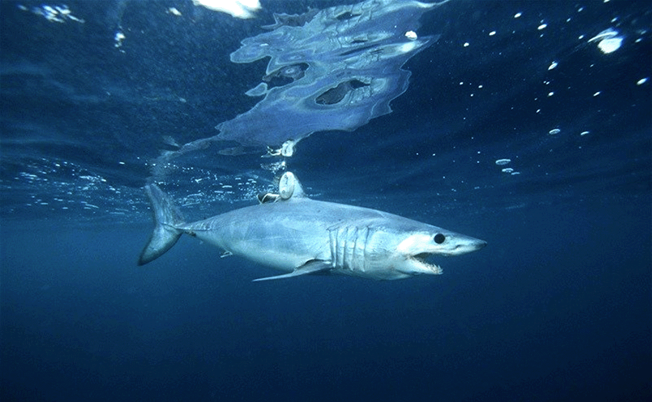 NOAA denies endangered species protections for ‘race-car’ shark