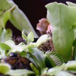 The Venus flytrap: South Carolina’s famous, unknown native plant