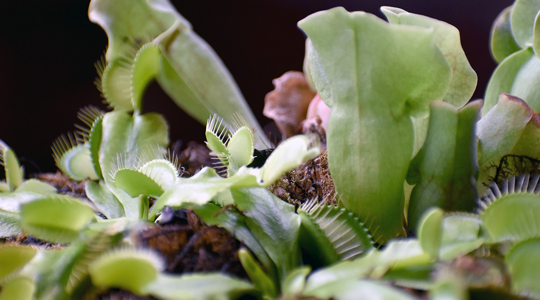 The Venus flytrap: South Carolina’s famous, unknown native plant