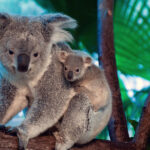With a baby joey, Riverbanks Zoo continues to see success in koala breeding program